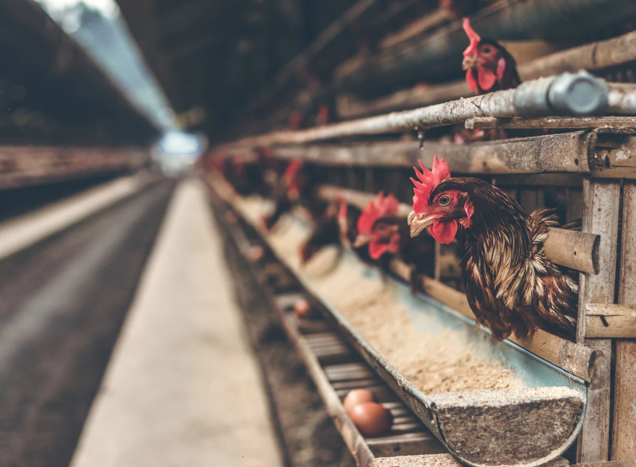 15 Ide Usaha Ternak dengan Hasil Menjanjikan