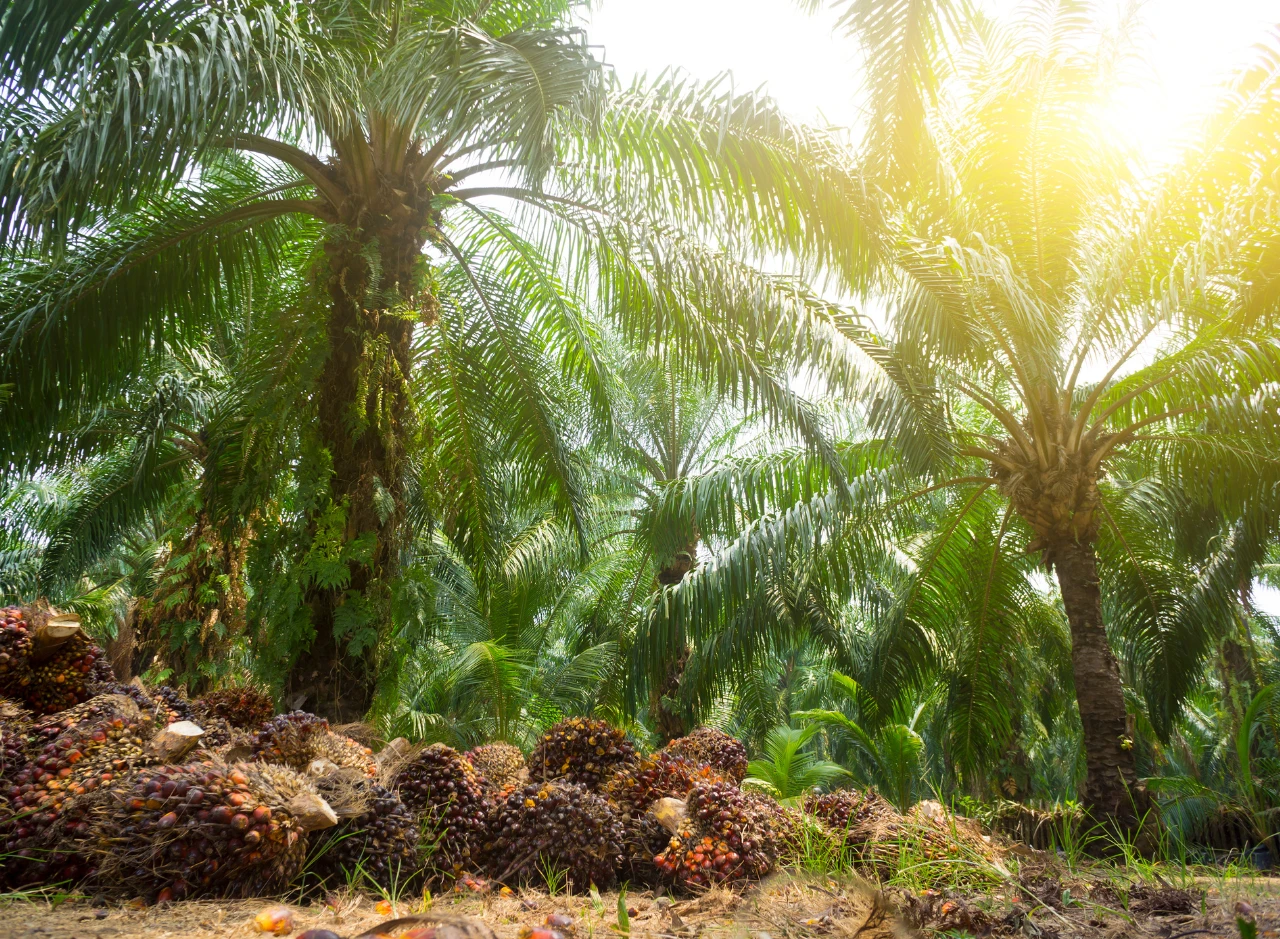 Daftar Gaji di First Resources Ltd Terbaru Semua Posisi