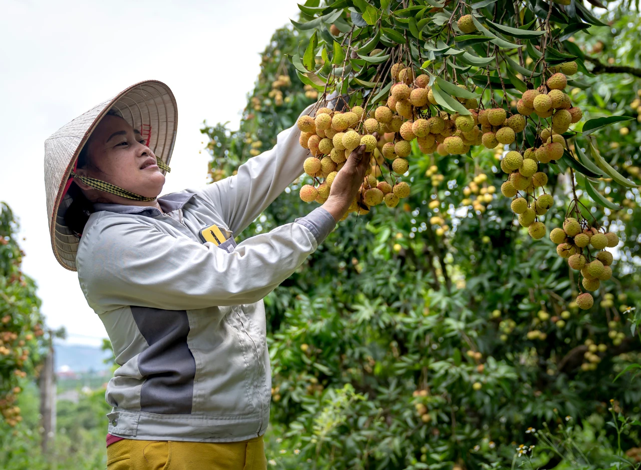 Cara Kerja di Australia Perkebunan dan Persyaratannya