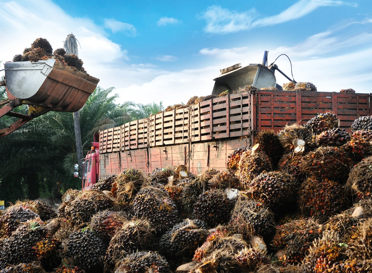 Gaji PT Asia Sawit Makmur Jaya dan Fasilitas Kerjanya