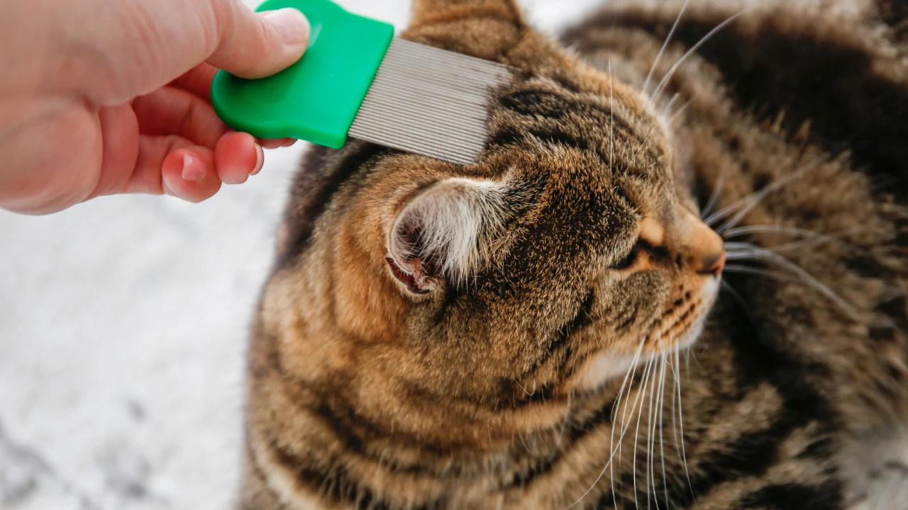 10 Cara Membasmi Kutu Kucing di Rumah dengan Mudah