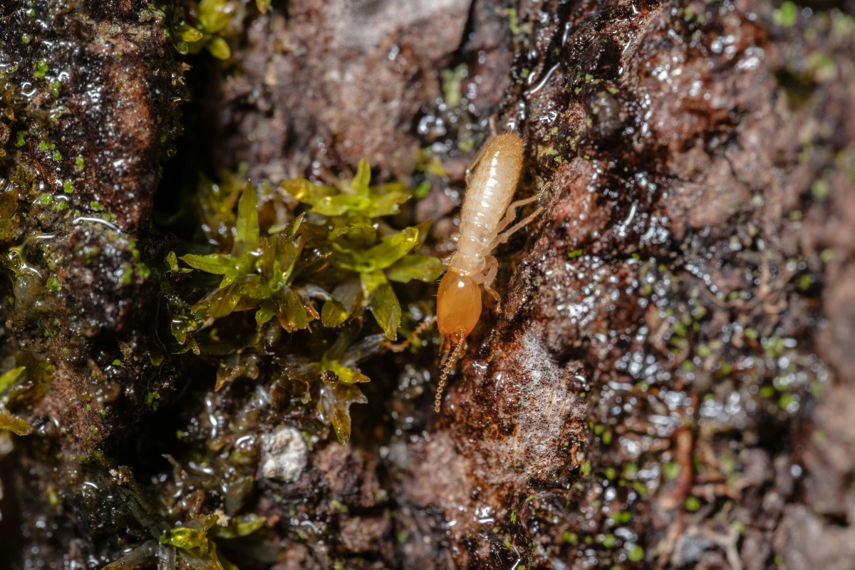 Cara Mengusir Rayap di Tembok dengan Mudah Tanpa Perlu Panik!